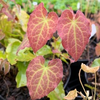 Epimedium perralchicum 'Frohnleiten'